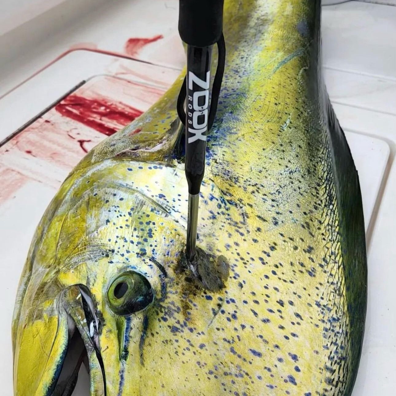 Brain Spike – Zook Fishing Co
